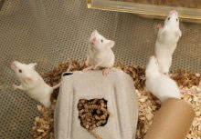 mice