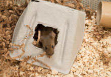 mouse in cardboard house