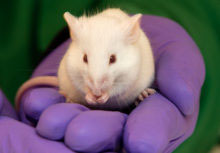 mouse in a hand