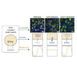 Schematic using confocal microscopy (upper images) shows the localisation of fluorescently-tagged, endogenous PER2 (green), present in the nuclei of SCN neurons (blue). In the absence of CRY proteins, PER2 was instead localised predominantly within the cytoplasm and exhibited greater overall intracellular mobility (middle schematic), with absence of rhythmicity in SCN brain slices (lower schematic). Resuming CRY expression to a critical threshold only partially relocalised PER2 protein to the nucleus, yet was sufficient to fully restore rhythmicity to SCN brain slices (right most panels).