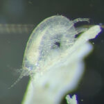 Parhyale hawaiensis is a small amphipod crustacean species