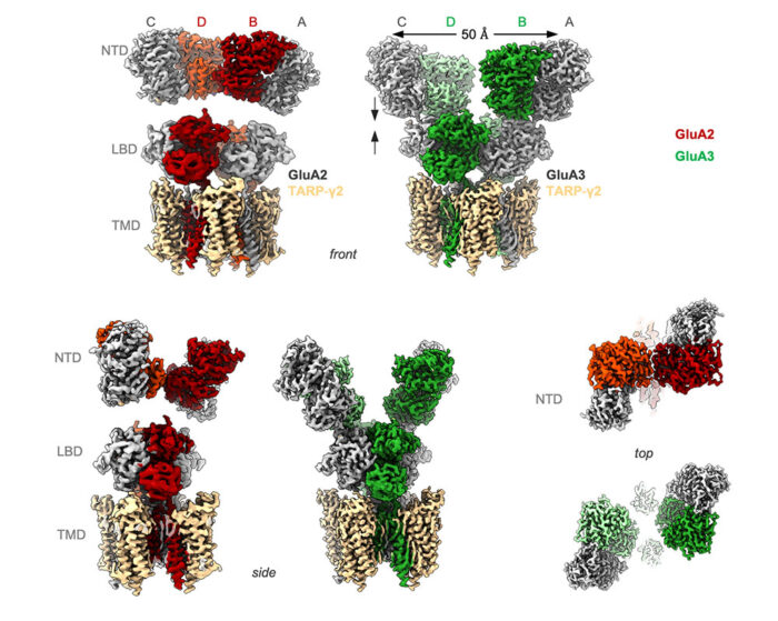 Cryo-EM maps of GluA2/TARP-γ2 (red) and GluA3/TARP-γ2 (green)