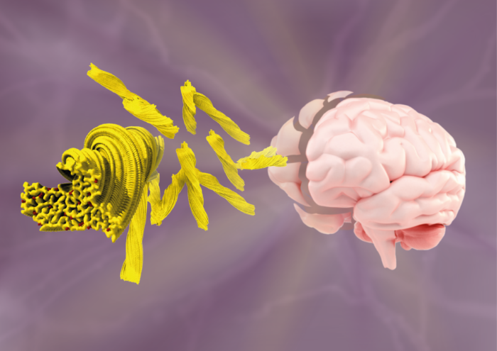 Cryo-EM structure of TAF15 and brain.