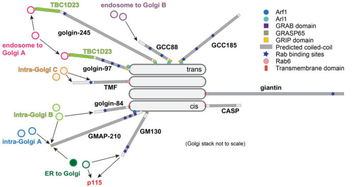 The golgin coiled-coil proteins illustration