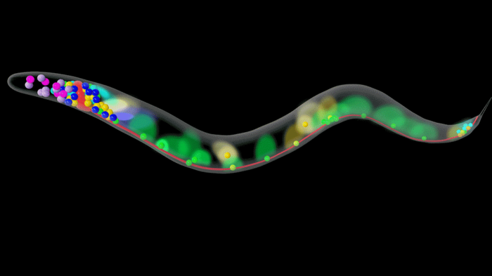 Graphic illustrating worm nervous system wireless map_C.elegans