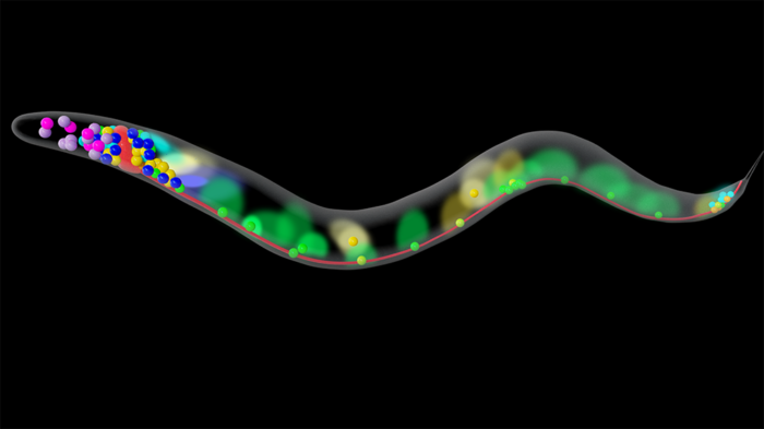 Conceptual graphic illustrating the diffusion of neuropeptides between neurons in the worm nervous system