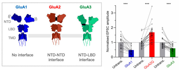 Structural and functional differences between GluA1-3 subtypes.