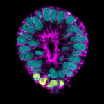 3D embryonic stem cell cultures