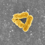 Three synthetic bacteria with reprogrammed genetic code