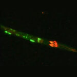 Activation of stress responses in C. elegans neurons - Green/yellow depicts the activation of XBP-1s in the nuclei of a starved worm, with red indicating the neurons that make tyramine