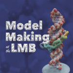 Blue background with white text reading ‘Model Making at the LMB: How Scientific Models Help Visualise Ideas. From Tuesday 1st of Oct in the Exhibition Area’. There is an image of a scientific model on the right of the image.