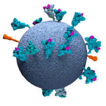 3D model of SARS-CoV-2 created using cryo-ET data, revealing positions, conformations and orientiations of the spike proteins on the virion membrane