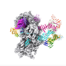 Structure of the human translation initiation complex
