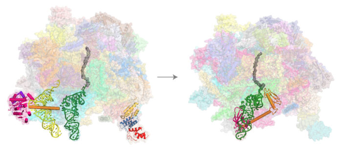 Structures of the human mitoribosomal large subunit undergoing co-translational rescue.