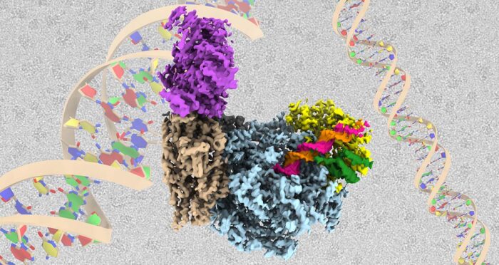 Cryo-EM structure of the Fork Protection Complex (Tof1 in yellow, Csm3 in green) bound to the CMG helicase (blue, brown and grey) in the presence of DNA and an additional factor (Ctf4, purple)