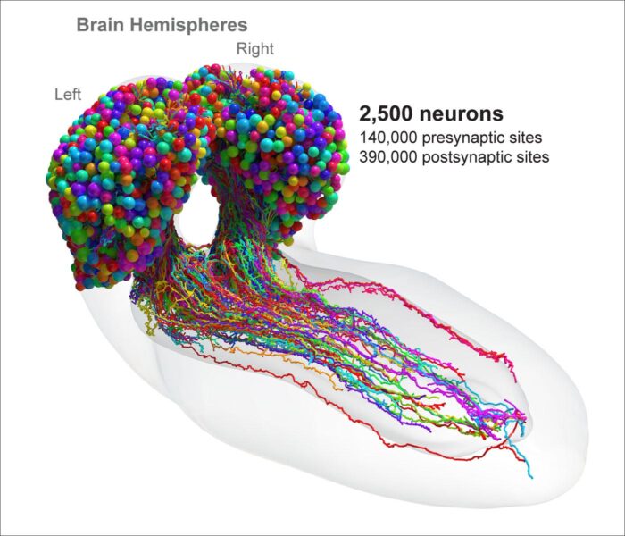 Complete electron microscopy reconstruction and connectivity of all neurons in the Drosophila larval brain.