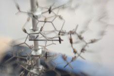 DNA Model