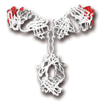 humanised antibody