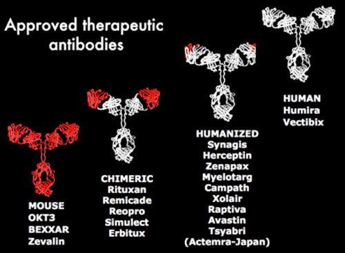 Approved Therapeutic Antibodies