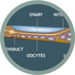 C elegans diagram image