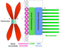 Diagram showing the positioning of the centromere on a chromosome and the organisation of the kinetochore on the centromere, with microtubules attached, ready to direct chromosome segregation