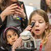 Mini-brains: viewing brain organoids under a microscope