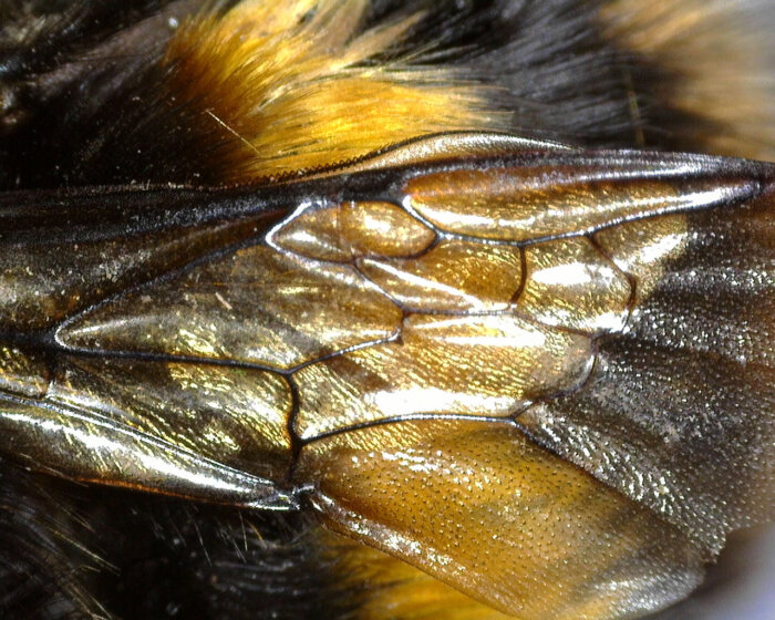 Bee wing by Barnham Primary School