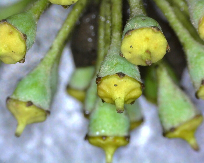 Bud by Petersfield Primary School