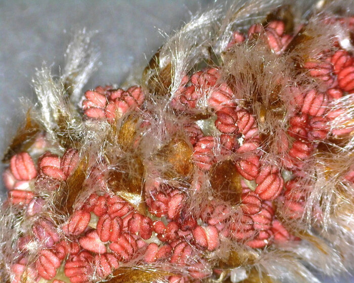 Catkin by Barnham Primary School