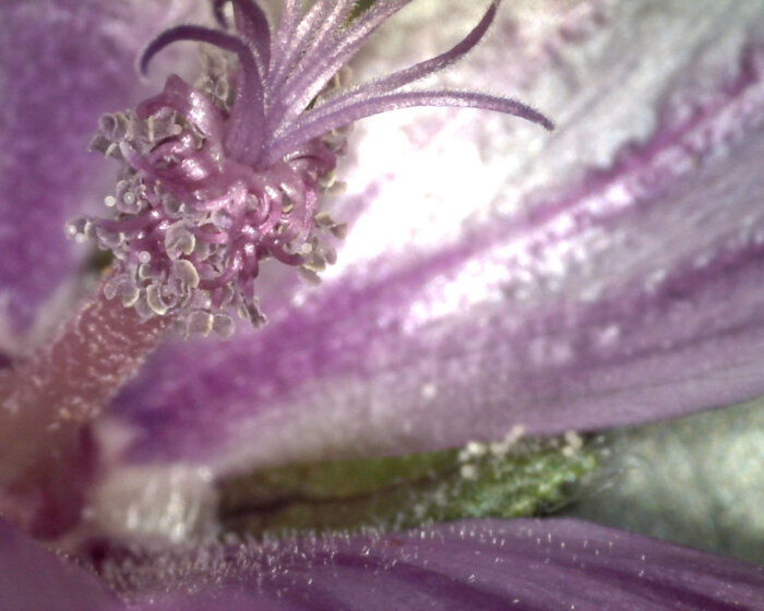Flower by Dry Drayton Primary School