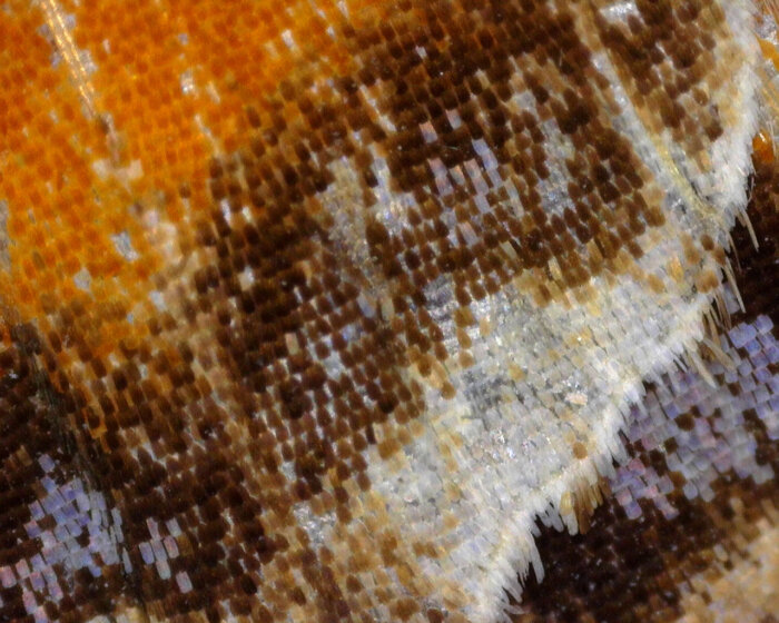 Butterfly by Westfield Junior School