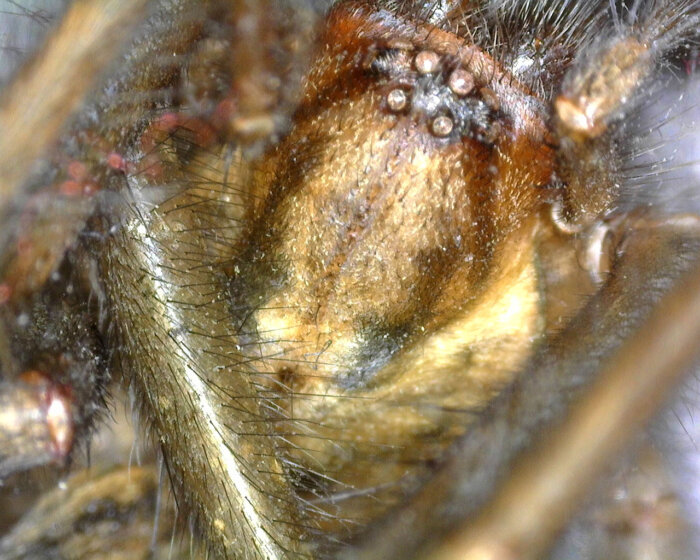 Spider by Petersfield Primary School