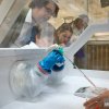 MRC Laboratory of Molecular Biology Open Day, 2013 Virus Wars