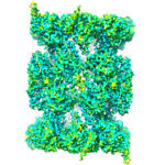 Structure of the human 20S proteasome