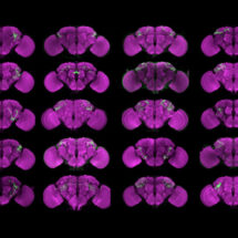 fly brain images with labelled neurons
