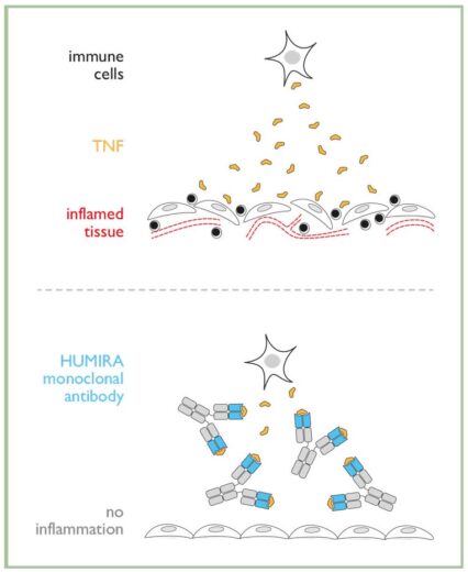 Diagram of how Humira® works against rheumatoid arthritis