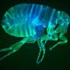Life through a lens: new giant lens developed at the LMB