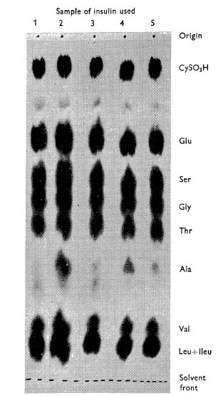 Paper Chromatogram