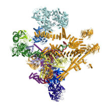 model of spliceosome structure