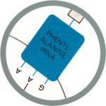Triplet code diagram image