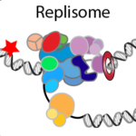Diagram to illustrate replication of damaged DNA in a test tube